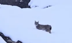 Malatya’da nesli tükenmekte olan vaşak görüldü