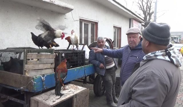 Edirne’de esnaf, pahalı olması nedeniyle hindi yerine horoz satıyor