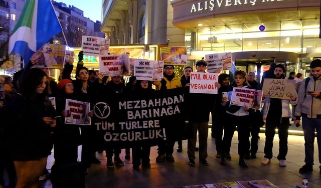 Eskişehir’de hayvanseverlerden uygulama yönetmeliğine tepki: “Çözüm olarak ötenazi öne sürülüyor”