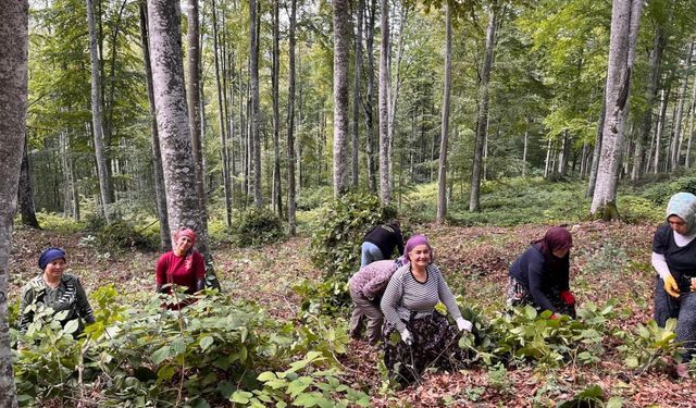 Akçakoca’da ormanda gençleştirme yapıldı