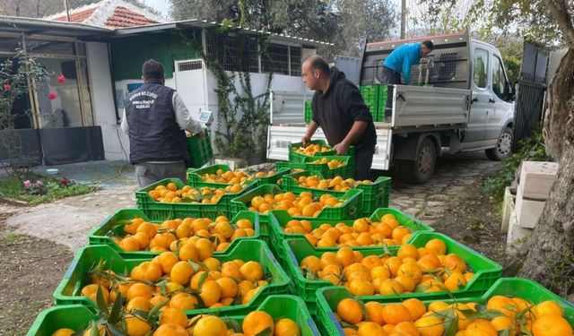 Belediye mandalina üreticilerinin yanında