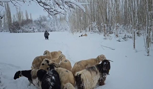 Erzincan’da karla kaplı köylerdeki besiciler zor şartlarda hayvanlarını besliyor