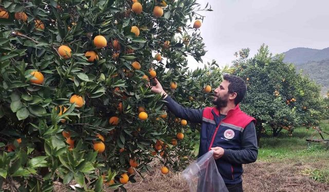 Koçarlı’da narenciye bahçeleri kontrol altında