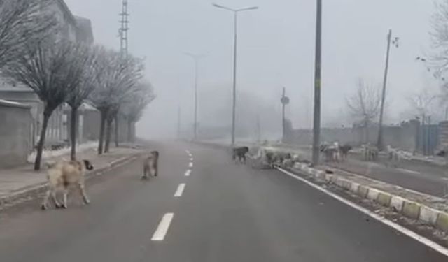 Patnos’ta başıboş köpekler tehlike saçıyor