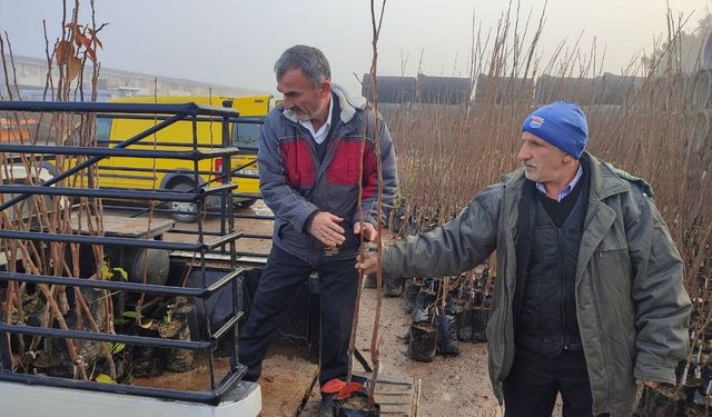 Üreticilere yüzde 50 hibeli Trabzon hurması ve yaban mersini fidanı