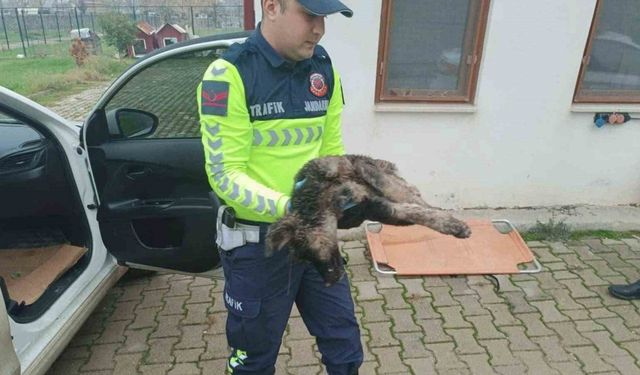 Yaralı sokak köpeği için jandarma ekipleri seferber oldu