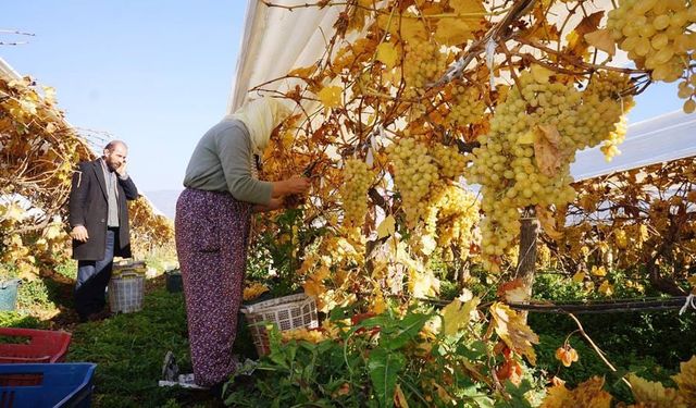 Yeni yılın ilk sofralarını Manisa’nın üzümü tatlandıracak