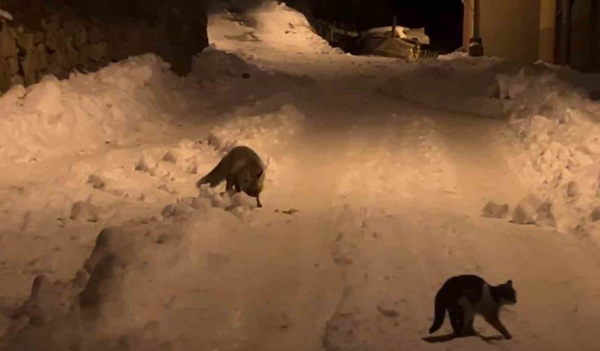 Gümüşhane’de aç kalan tilkiden sonra aç kalan ayılar da şehre indi