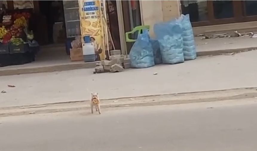 Mardin’de kedi market önündeki simidi çaldı