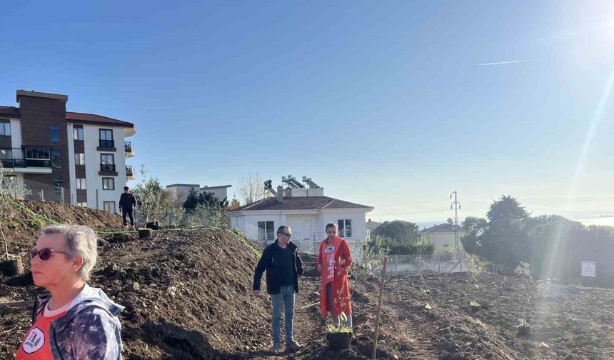 Sinop’ta çevreci Ali Alp anısına 33 zeytin fidanı toprakla buluştu