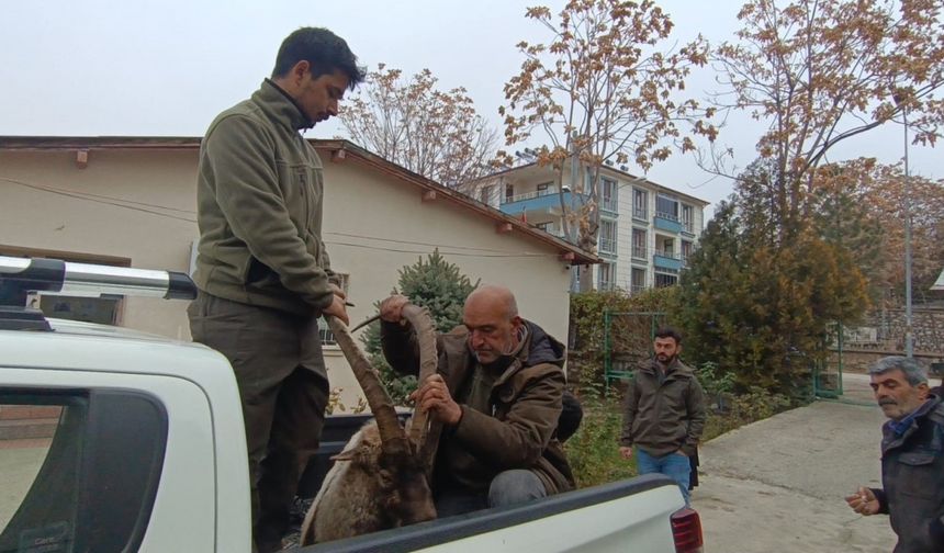 Yaralı bulunan yaban keçisinin imdadına DKMP ekipleri yetişti